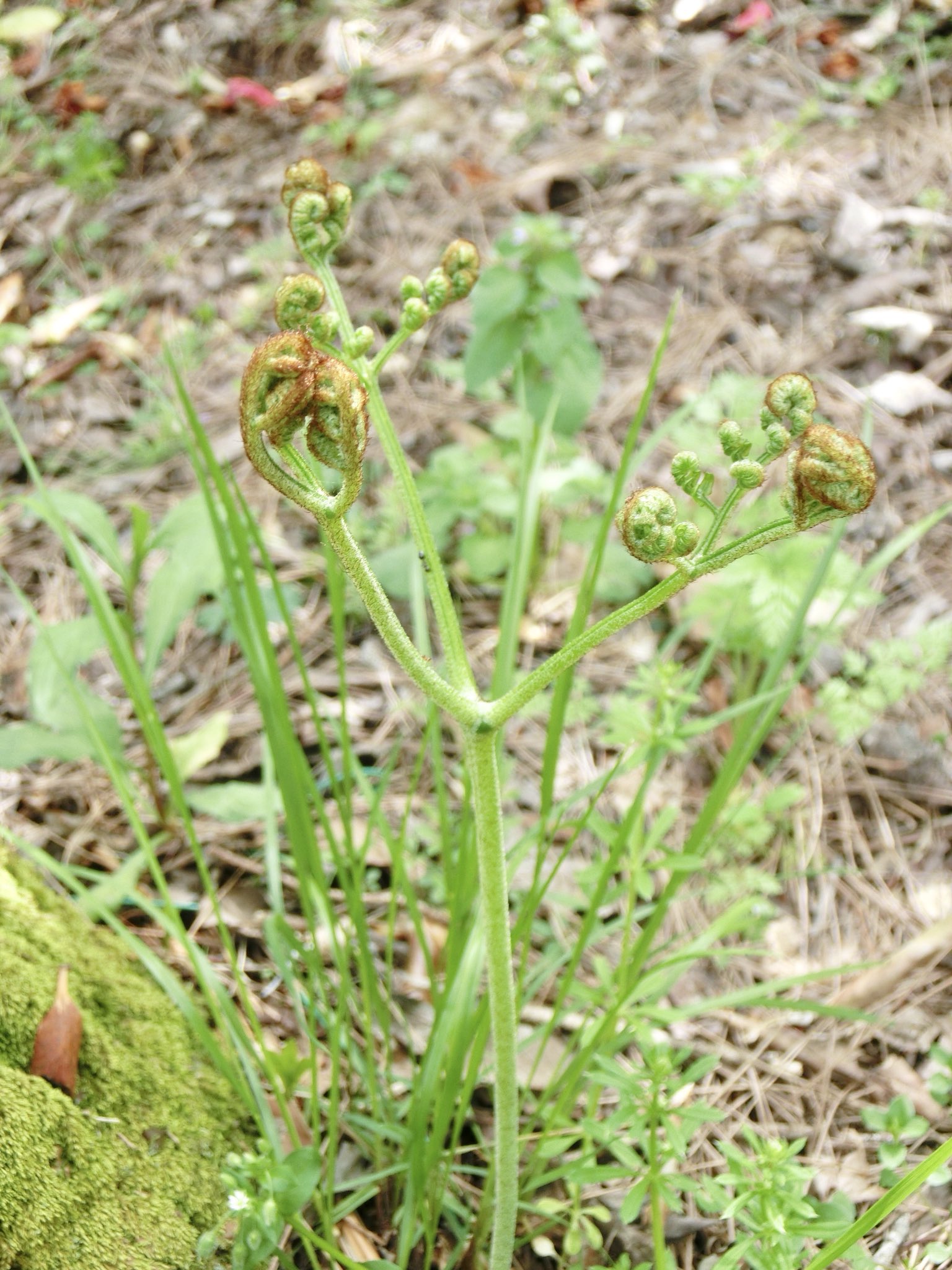 M31nebula ワラビも咲き始めました ゼンマイが胞子をすぐに飛ばすのに対して ワラビ が胞子嚢をつくるのは秋頃です 右の写真は昨年の九月に撮ったものです ワラビ ゼンマイ 胞子 T Co Zohld7e9z1 Twitter