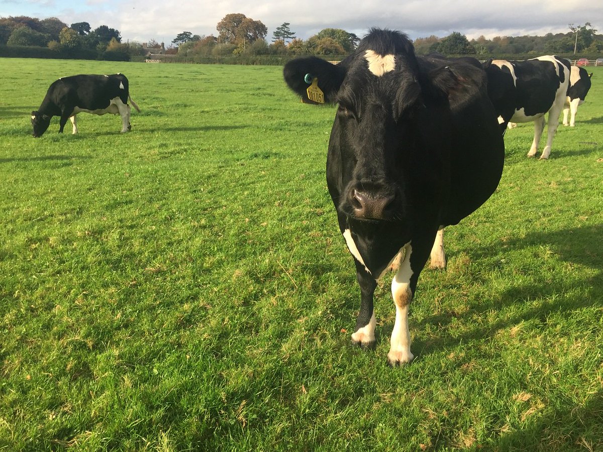 agricology's tweet photo. Farmer-led trials looking at using herbs in pasture, a herd health discussion group and improving udder health through use of a mint ointment. Read all about it here:  https://t.co/SbrXuUtO8r @OrgResCent #lowinputfarming #dairyhealth https://t.co/Fz2uBWA3iN