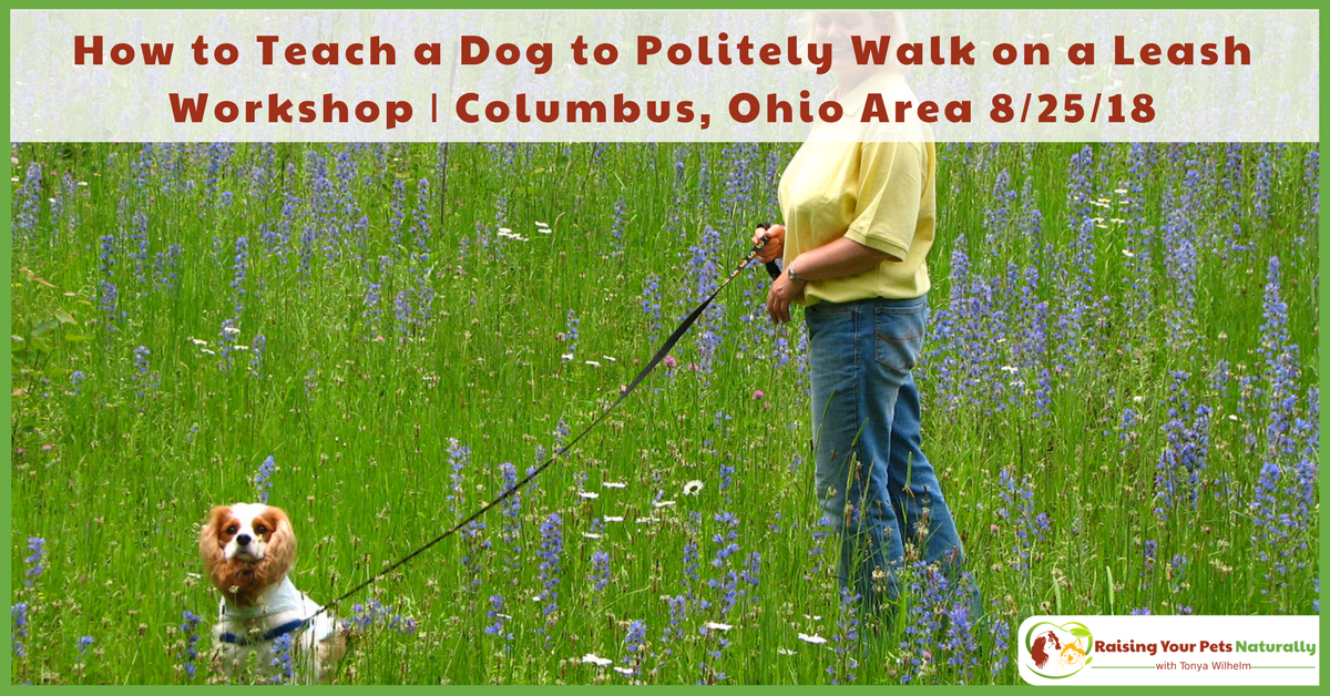 dogtrainer4ever's tweet photo. How to Teach a #Dog to Politely Walk on a Leash Workshop #ColumbusOhio https://t.co/eLfFs4vYKo #ColumbusDogs #ColumbusDogTraining #Columbus #Ohio #OhioDogs #614Dogs #dogtrainingcolumbus #dogtrainercolumbus #columbusdogtrainer #cbuslove #lifeincbus #columbusevents @dogtrainer4ever https://t.co/Q15zkUY6Hs