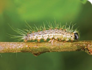Keep your eye out for these toxic caterpillars, and avoid if sighted! pjchaffin.com/news/public-wa…