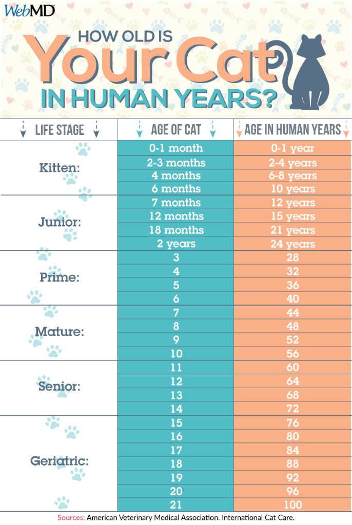 what is 6 years old in cat years