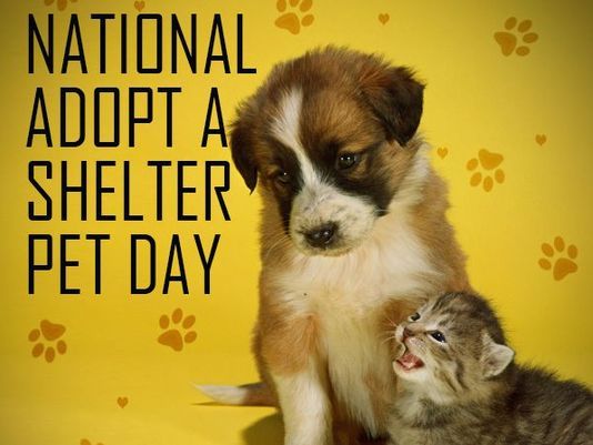 MidlakeVet's tweet photo. It's National Adopt a Shelter Pet Day! A great reason to head to a local rescue and find a new animal friend. 

A few local groups: @CalgaryHumane @CochraneHumane @MEOWFoundation @ARFAlberta 
#AdoptAShelterPetDay #Adopt #FindYourBestFriend https://t.co/RNhmkMsmPF