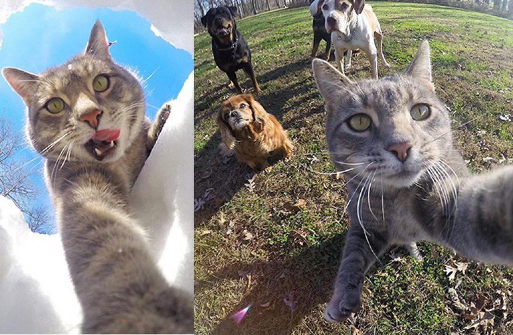 Manny The #Selfie Cat Is Our Favorite Feline Photographer is.gd/GtNh53 #Cats #Cute #Gopro