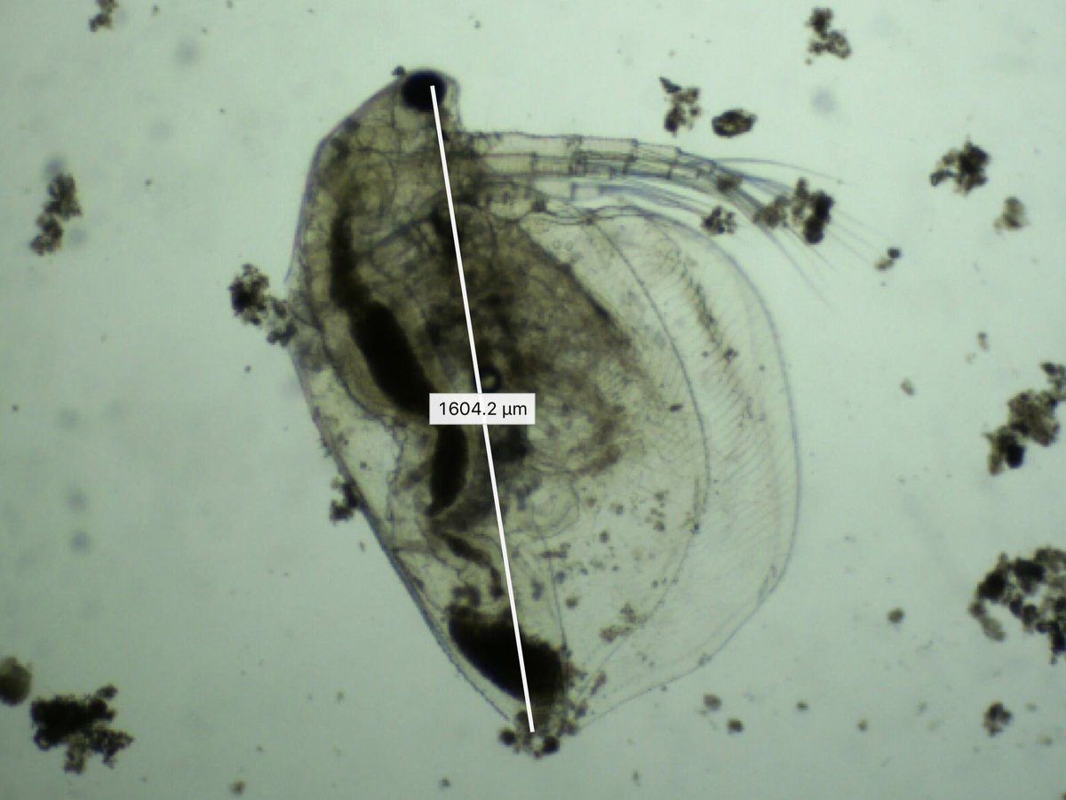 Lisa Jeter tweet media