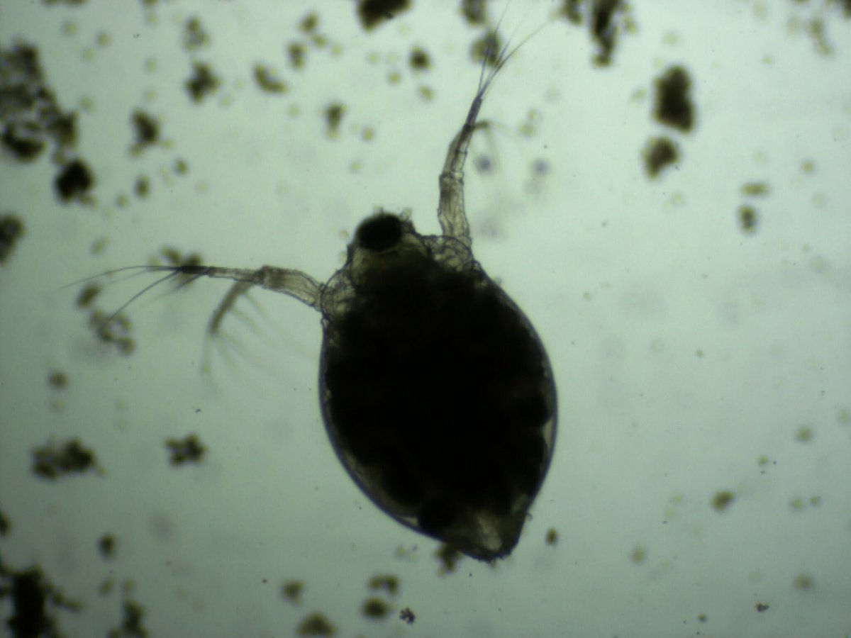 Lisa Jeter tweet media