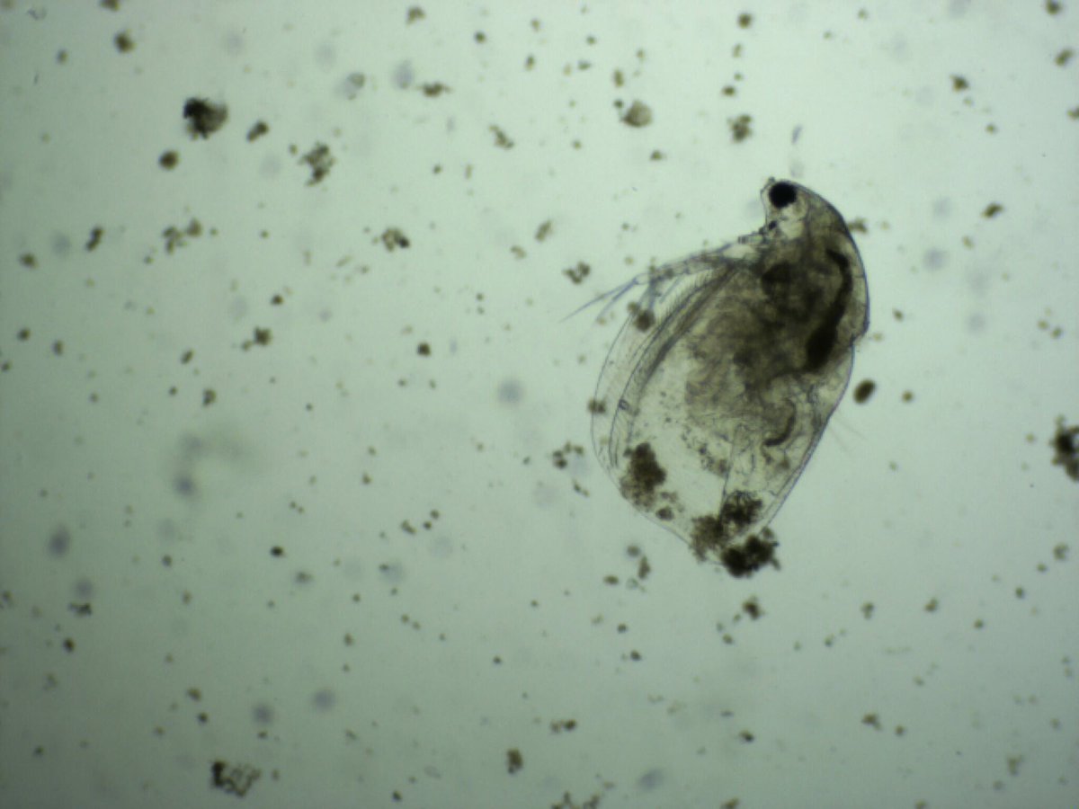 Lisa Jeter tweet media