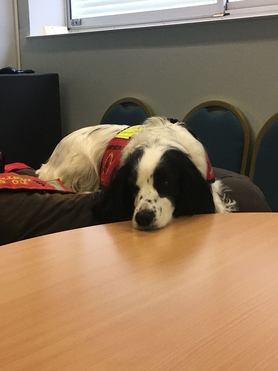 LucyAlexandria's tweet photo. How dogs do meetings ππ
@dogaid #AssistanceDog #MollyDog at @hospiceuk where she got to meet some adoring fans π
#dog #spaniel #hospice #palliativecare #hospiceuk #helperdog #MollyDogWithABlog #cockerspaniel #dogsoftwitter #dogsinmeetings #howdogsdomeetings #podcast #media https://t.co/5WyM16Uqf6