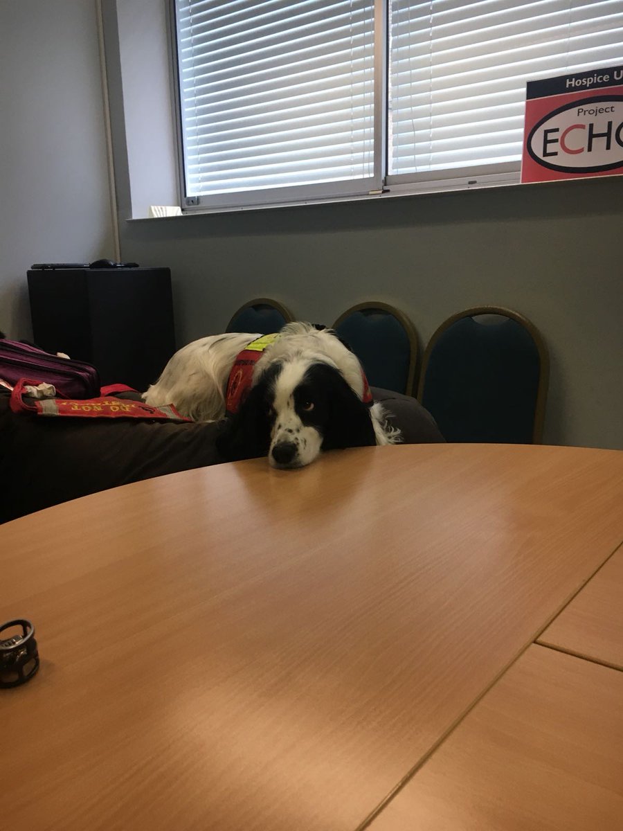 LucyAlexandria's tweet photo. How dogs do meetings ππ
@dogaid #AssistanceDog #MollyDog at @hospiceuk where she got to meet some adoring fans π
#dog #spaniel #hospice #palliativecare #hospiceuk #helperdog #MollyDogWithABlog #cockerspaniel #dogsoftwitter #dogsinmeetings #howdogsdomeetings #podcast #media https://t.co/5WyM16Uqf6