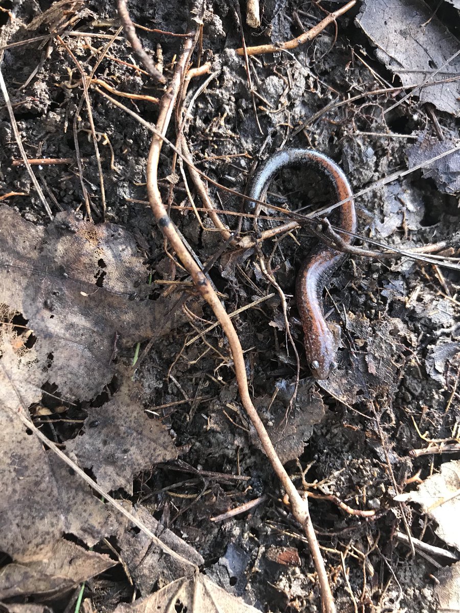 Peterman_Lab's tweet photo. Last round of spring #SPARCnet sampling. It finally looks and feels like spring! https://t.co/3BRxLsVXcD
