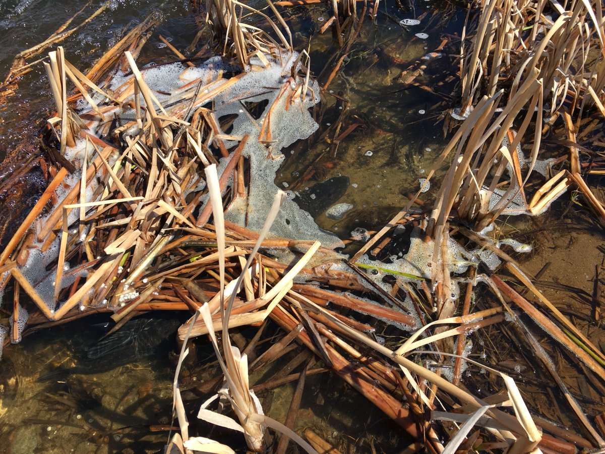 mnfishwildlife's tweet photo. Can you spot the northern pike?

Now remember to find the new pike zone regulations in effect when the inland water season opens Saturday, May 12. More at https://t.co/F9CsjiR5Do. #FishMN #OnlyinMN https://t.co/jryNxD7Wuj
