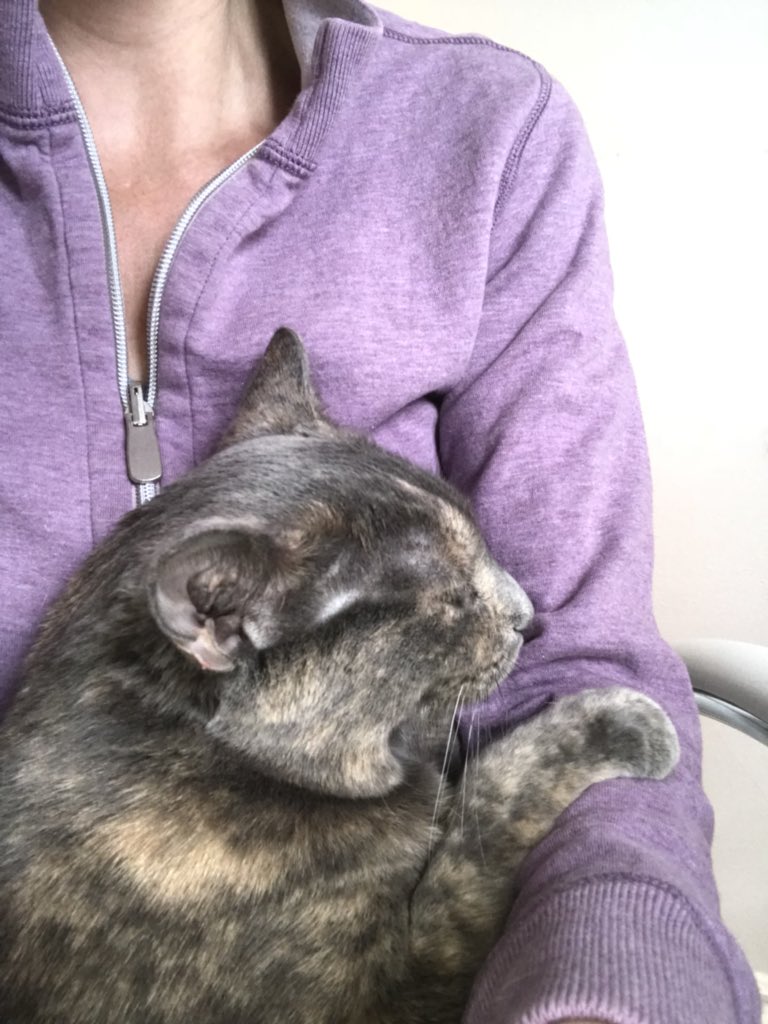 randostrophy's tweet image. #contentedcat