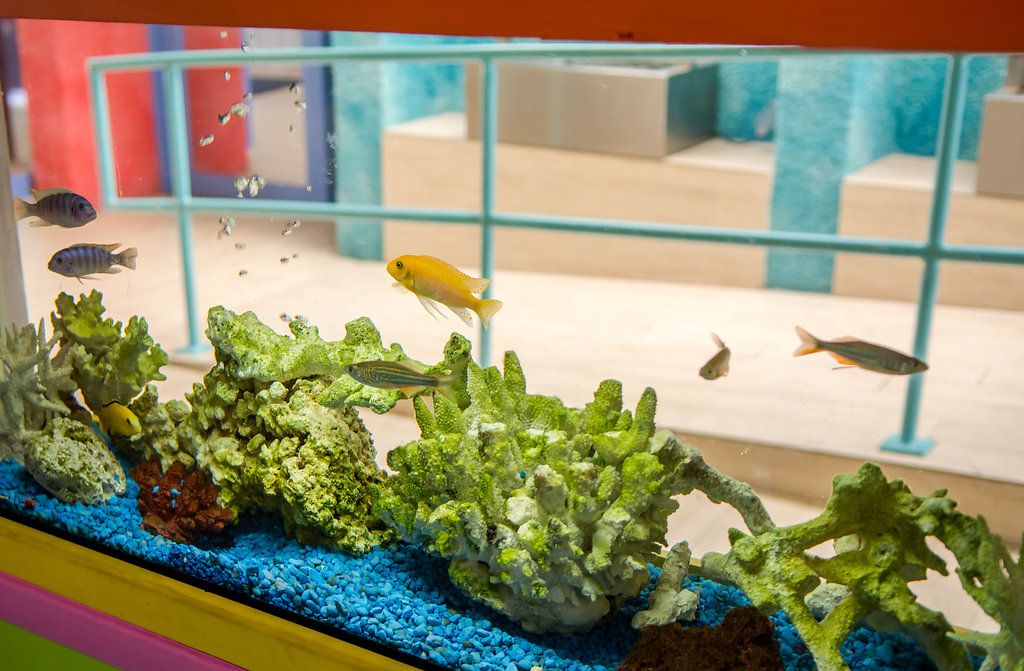 Our pet fish in the lobby sure are glad seafood fest is over with. You made it out alive, guys! ;) #SandsHarbor #PompanoBeach #FloridaResort