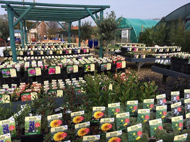 Exoticgardenco's tweet photo. Good weather on its way for later this week, wide range of perennials at competitive prices . Planet Pot has a new consignment of pots. Open 7 days a week. #Aldeburgh,#Southwold, #ChooseWoodbridge, #aboutfram,#Orford, #Ipswich,#Colchester,#Sudbury, #Bury… https://t.co/JVwbWHF4ea https://t.co/1l9aEDS9Fe