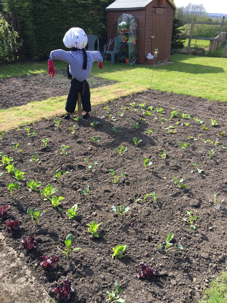 MeAndMyLottie's tweet photo. My dad just sent me a pic of my little plot. Tim (nice, but dim) the scarecrow keeping watch 😁 #allotment #GrowYourOwn https://t.co/5UEhcQhdzv