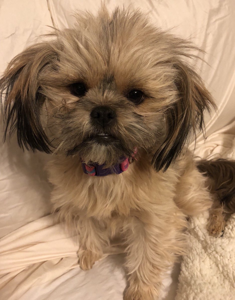 MayorSchieve's tweet photo. Meet Maui from our local Reno shelter.
Asking you to post pics today of your adopted fur babies will help people realize to adopt and not shop!
#NationalAdoptAShelterPetDay #OMGFace https://t.co/78nNH8XaL4