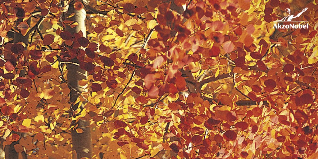 AkzoNobel's tweet image. According to #color studies, people generally either hate the color #orange or absolutely 🧡 it. What about you? #powerofcolor