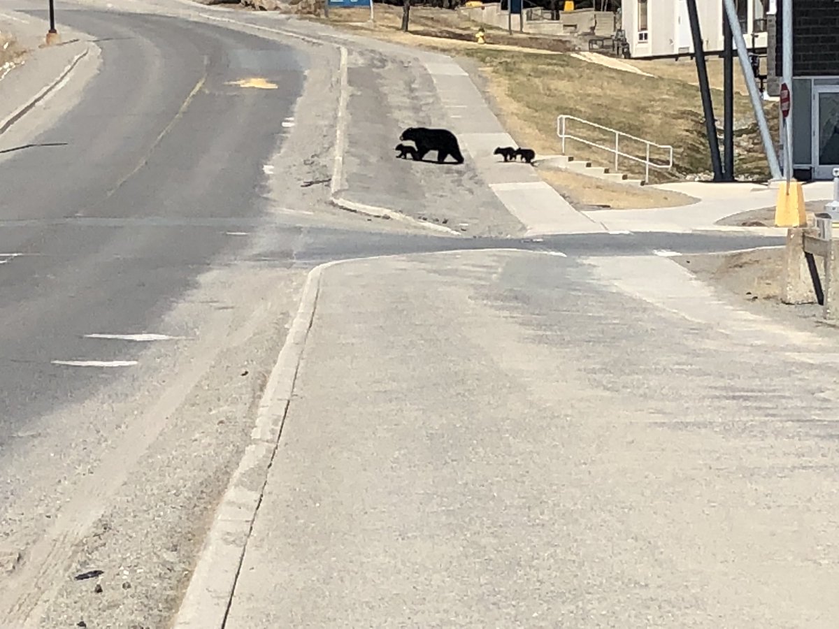 TooleyAmber's tweet photo. Just a cute family of bears taking a tour of the campus @LaurentianU https://t.co/kChtraFVrw