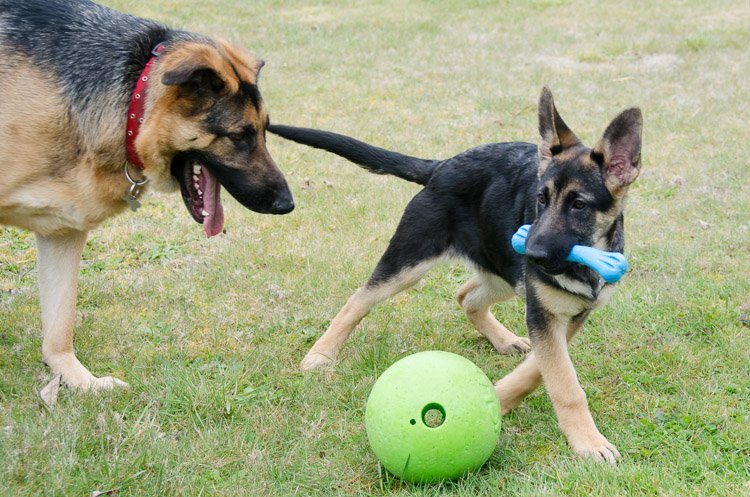 GoGrrHealthyDog's tweet photo. Go..Grr! Dogs, happy and healthy!
#dogs #dogsofttwitter https://t.co/MOKB2akgD3