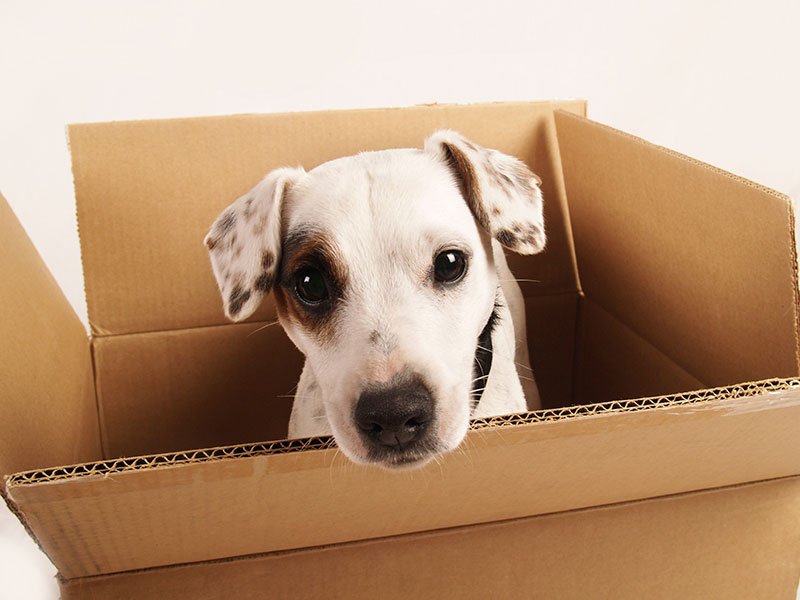 JochasMoving's tweet image. #Moving is almost always stressful, and not just for humans—it’s tough on dogs, too. You can make the process a little less painful by following these expert tips before, during, and after your move:
ow.ly/HSbZ30jKQIB

#MovingWithDogs #JochasMoving