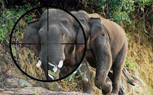SaveTheTuskss's tweet photo. 65% of the elephant population has been killed off since 2010!! If we don't stop poaching soon the entire elephant population will be killed off!! We need to act now!! Start your Monday off right, share to stop poaching now!! #MotivationMonday #AnimalLovers #SaveTheTusks https://t.co/IfCnpUguNN