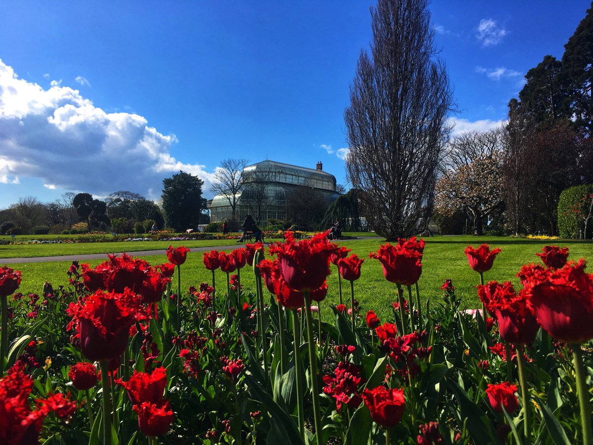 NBGGlasnevinOPW's tweet photo. The front beds are looking well in the sunshine today. The red tulips on display here are Tulipa 'Valery Gergiev' Fringed Group #tulips #springbulbs #flowerbeds #springindublin #dublinsunshine https://t.co/cLqj1qIKjO