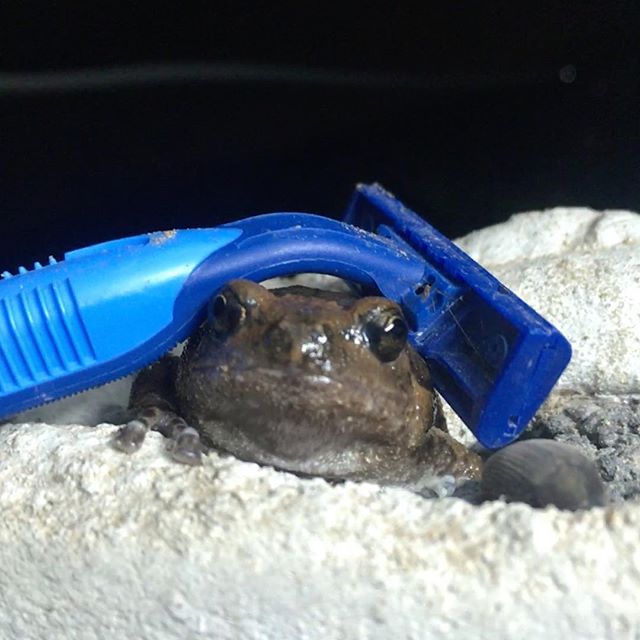 A peculiar place to make home 🐸 #clevertravelcompanion #clevertravel #frog #toad #nature #travel