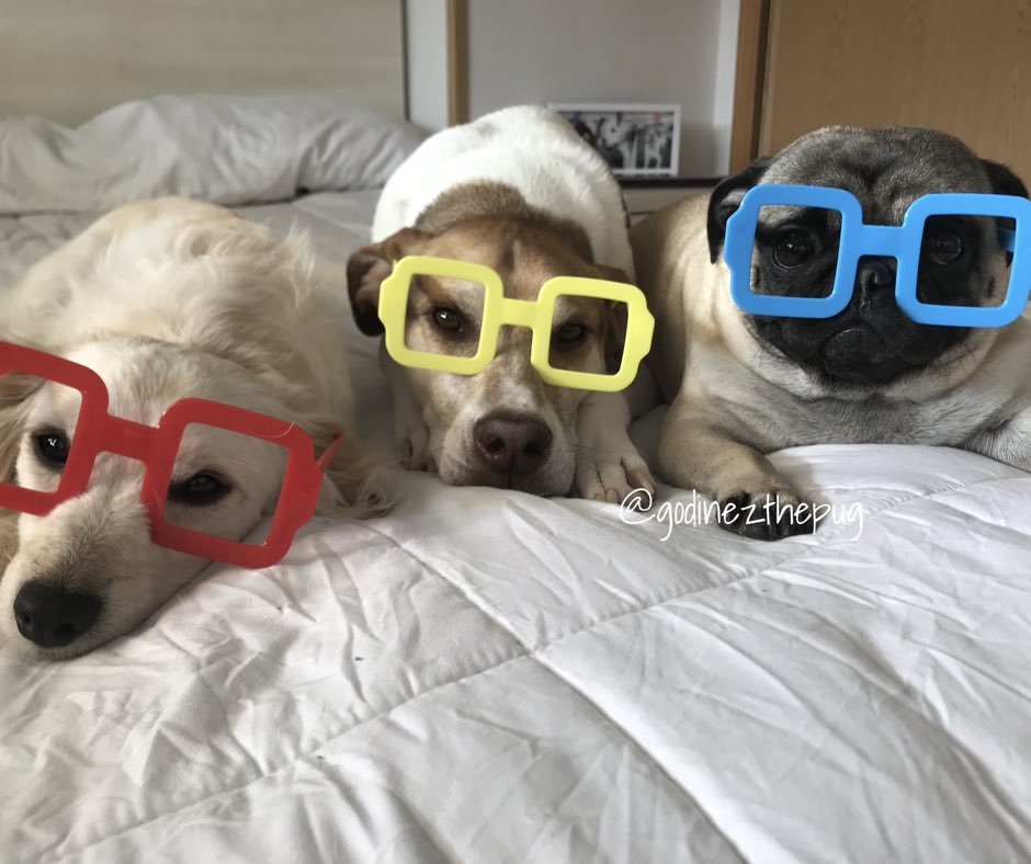 GodinezThePug's tweet photo. ¡¡¡¡¡ Feliz Día del Niño !!!!! https://t.co/beEUCmqPpg