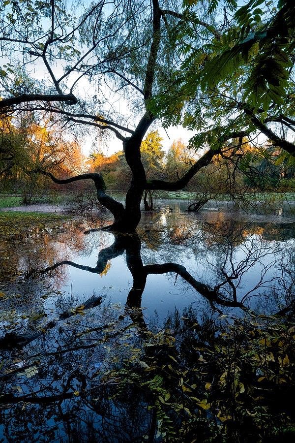 Suzanne Pardue tweet media