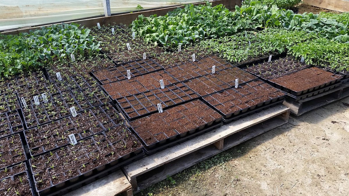 MontysPlantV's tweet photo. Off to a good start with Monty's PlantVantage! #Tomatoes #Cucumbers #Gardens #Gardening #Vegetable https://t.co/V9TiQFWymJ