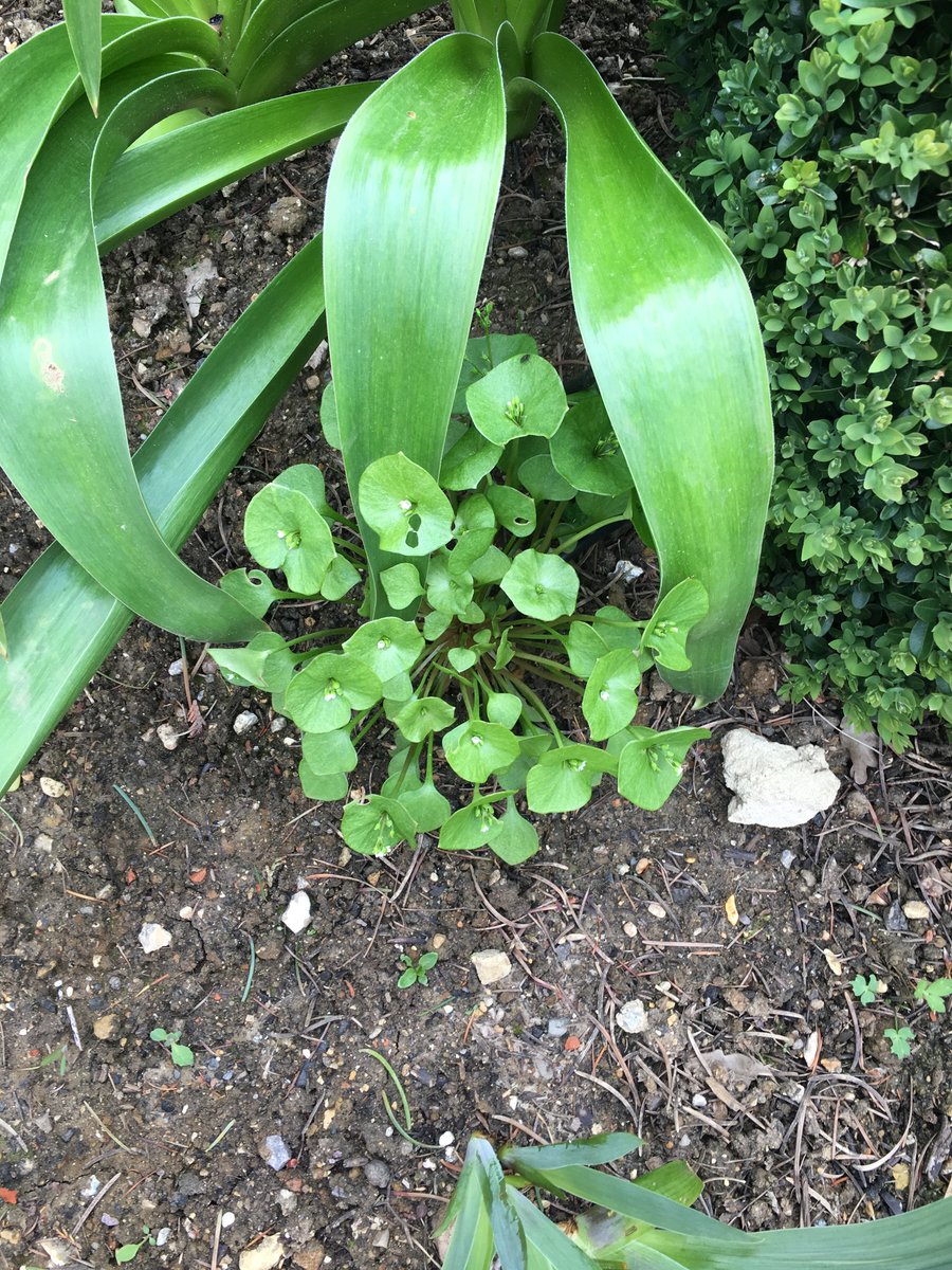 Rather a lot of this shallow rooted weed showing up in a client's garden. Any suggestions of what it is?
.
.
#weeds #planting #gardening #landscape #NationalGardeningWeek