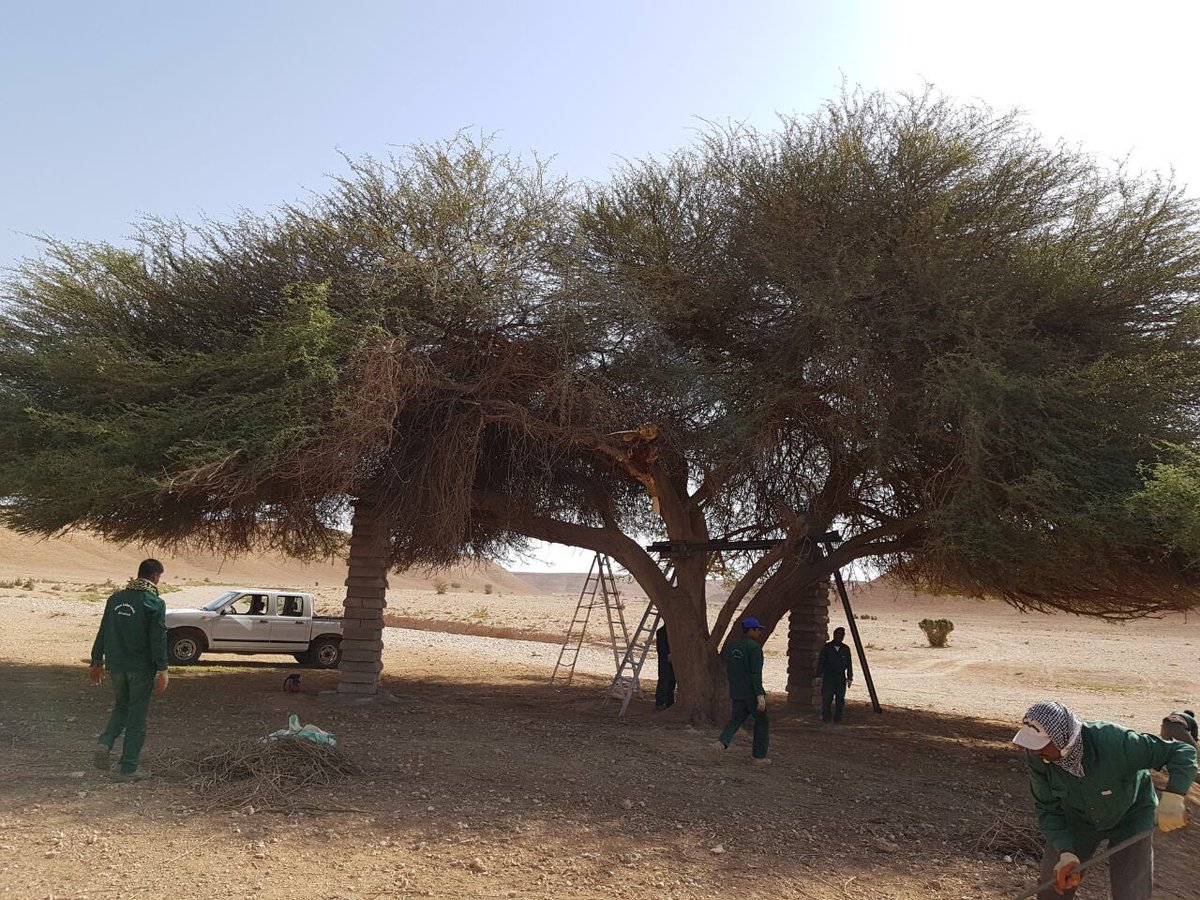 sudairgreen's tweet photo. قامت رابطة سدير الخضراء وبلدية حوطة سدير باقامة طلحه ضخمة سقطت بسبب الرياح الاسبوع الماضي https://t.co/D3ThAqcsOV