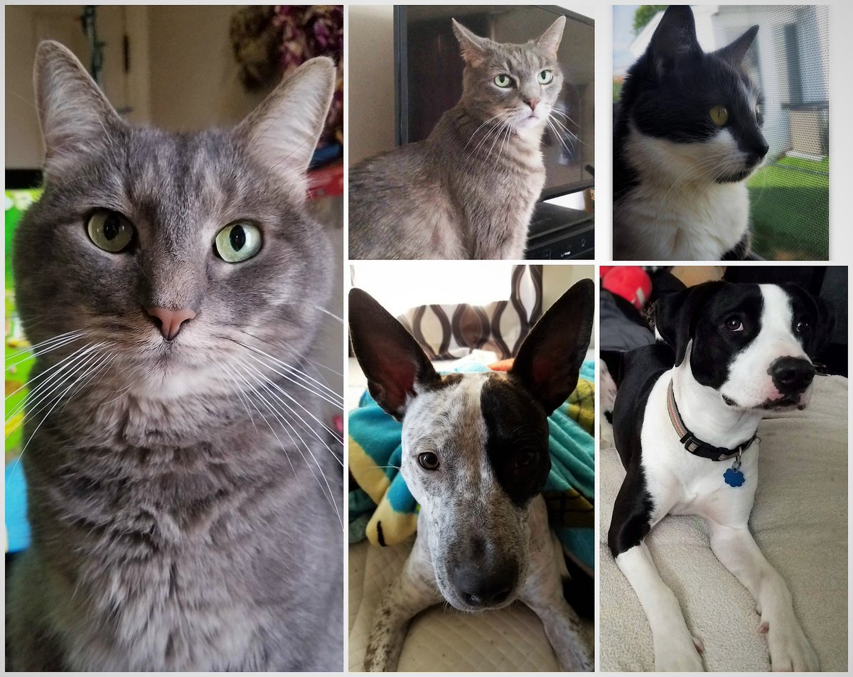 FSMMedia's tweet image. Cheeto, Ollie, Mia, Radar and Zoey #NUTRISHPETS
