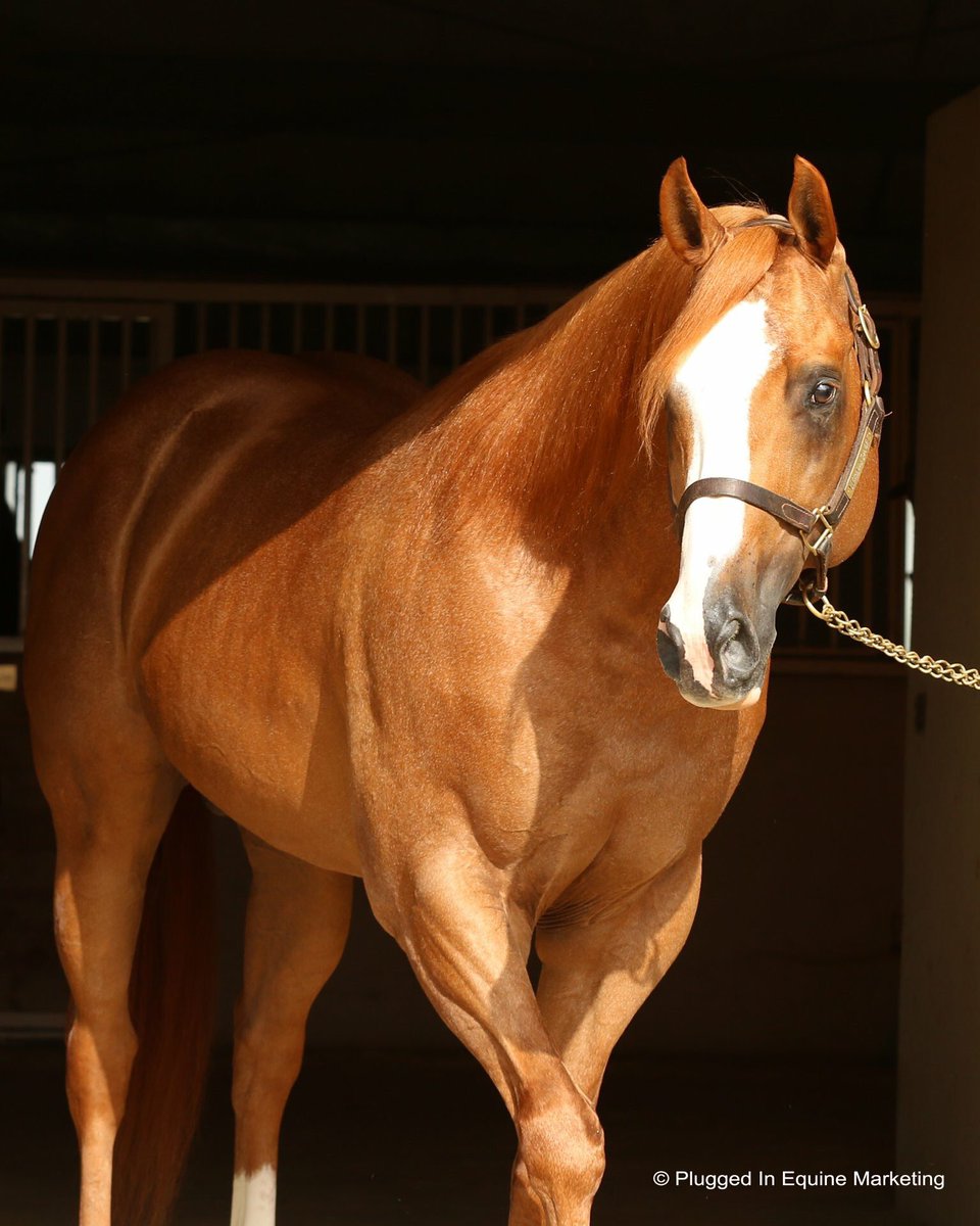 GranadaFarms's tweet photo. Deal A Ace Of Spades (Dealagame-DSW Zipper, by Special Leader) broke his maiden on Sunday at Sun Downs. Bred in Washington by Lisa Anderson, owned by Michael Lydon, trained by Bill D. Hof, ridden by Jose Antonio Figueroa. Congratulations! #Dealagame #MaidenWinners https://t.co/MBT5JBXAWq