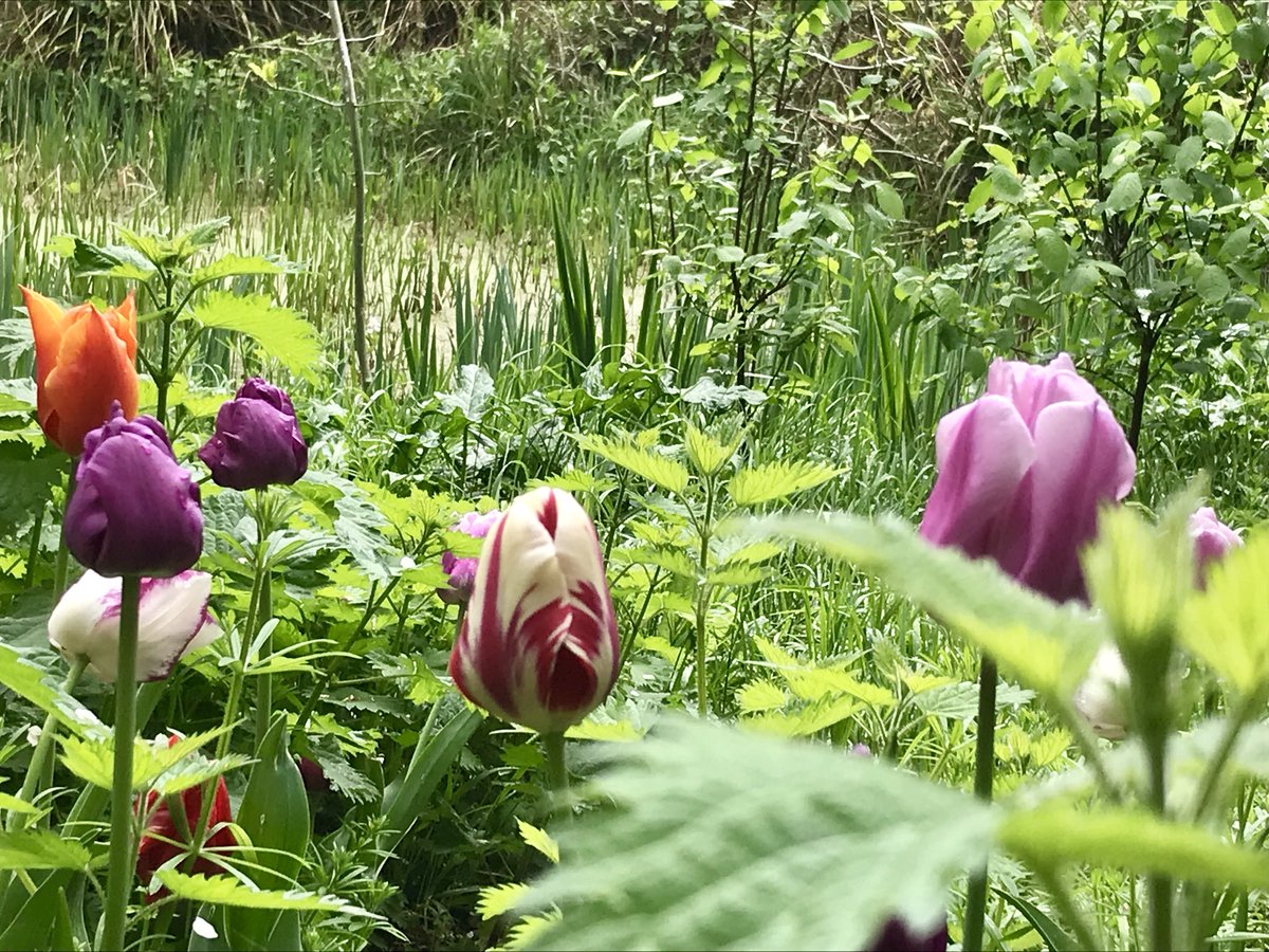 ChungaStereo's tweet image. #goodbyeSpring Flower Monday #flowers #gardeningtips #gardens