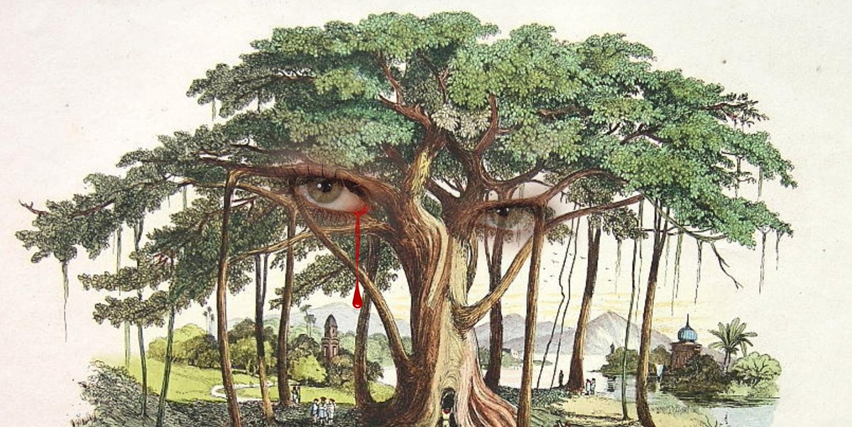 7LameslaMer's tweet photo. Trois arbres emblématiques sont tombés - #LaReunion #Team974 #cyclone #cycloneFakir #arbre #Banian #Flamboyant https://t.co/3Pet5sw0TM https://t.co/M6XVJIZDow