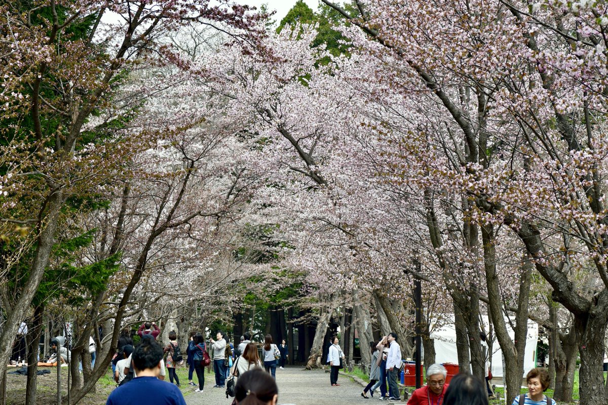 ヒロ福地 札幌花見 6 北海道神宮 そして朝イチでサクラの名所 札幌のナンバー1 神宮 へ 朝から歩くだけで汗ばむようなお天気 ジンギスカンの煙に包まれた北海道らしい光景がそこら中に Gw 晴れ 高気温 満開 朝から飲むっ ですね 神様に ヒロ福地 札幌花見 6 北海道神宮 そして朝イチでサクラの名所 札幌のナンバー1 神宮 へ 朝から歩くだけで汗ばむようなお天気 ジンギスカンの煙に包まれた北海道らしい光景がそこら中に Gw 晴れ 高気温 満開 朝から飲むっ ですね 神様に