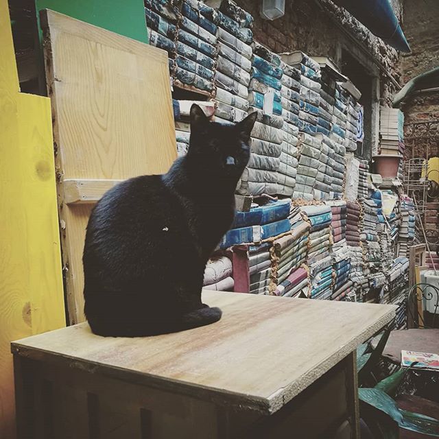 alexsteph_'s tweet photo. 🐈📖 #book #libri #gatti #cat #cats #photography #instapic #catsagram #catstagram #kitten #kitty #kittens #pet #pets #animal #animals #petstagram #picoftheday #selfie #follow #followme #fashion #happy #cute #beautiful #tbt #photooftheday #instagood #st… https://t.co/DzbMutChpr https://t.co/aLr55njMKl