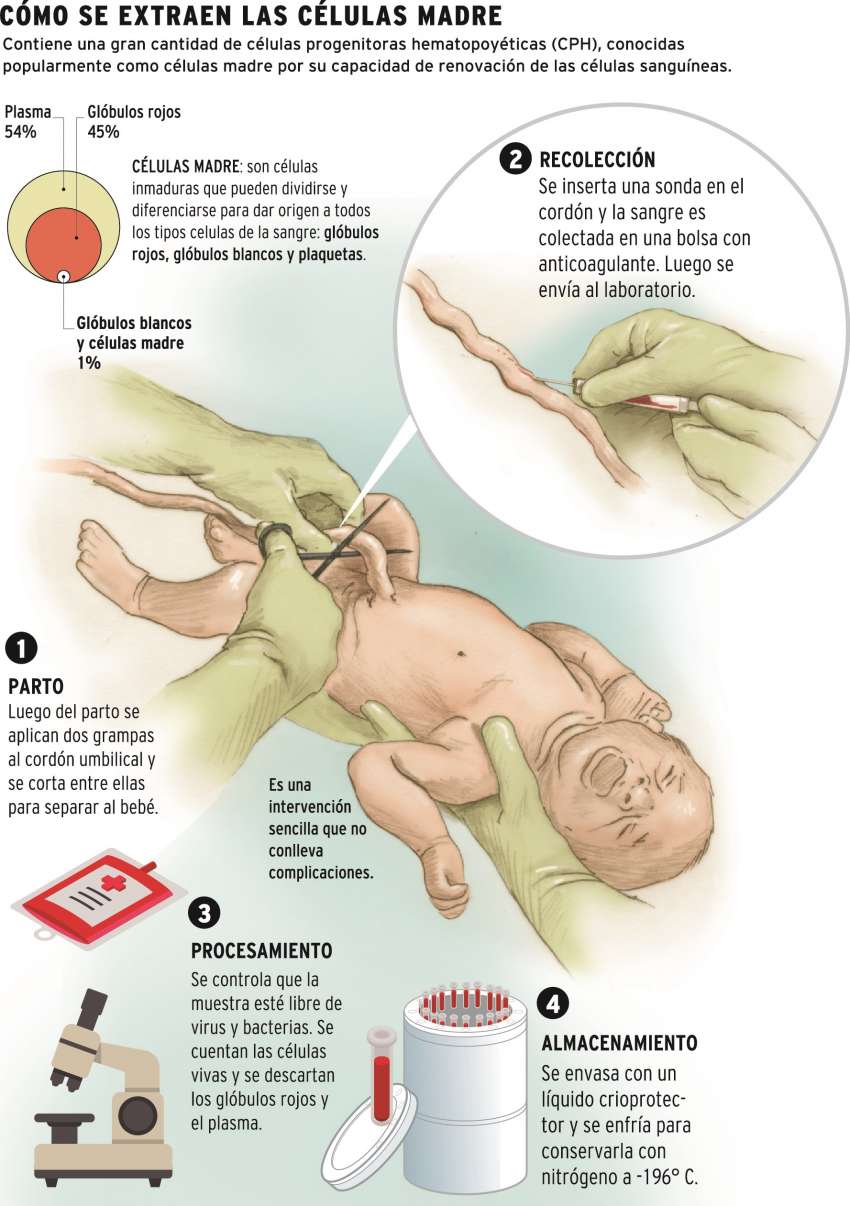 moneda invadir alquitrán Ministerio de Salud, Desarrollo Social y Deportes on Twitter: "La provincia comenzará a extraer sangre de cordón umbilical que se almacenará para ser utilizada para trasplante de médula ósea. Se trata de moneda invadir alquitrán Ministerio de Salud, Desarrollo Social y Deportes on Twitter: "La provincia comenzará a extraer sangre de cordón umbilical que se almacenará para ser utilizada para trasplante de médula ósea. Se trata de