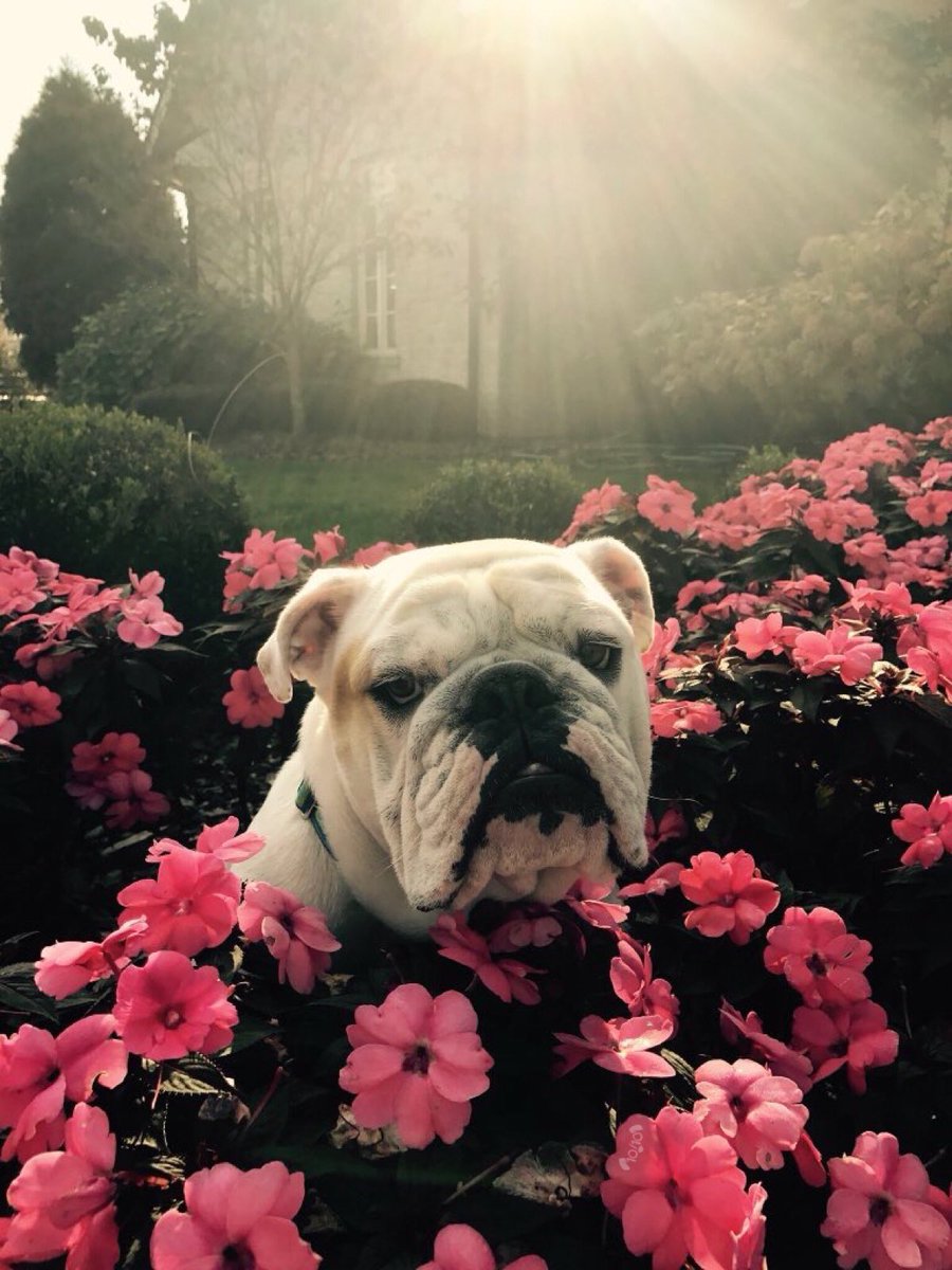 Say hello to Meatball. I’m told he actually loves flowers. That’s just how his face is. 13/10 utterly enchanting