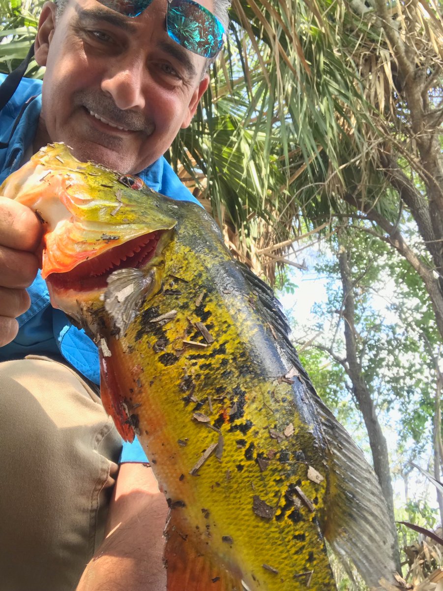 GMR_NYGFAN's tweet image. Never, ever get tired of catching fish. This 2 lb Peacock put up a good fight, but I won. #gmanfishin #gofishin #jackslures
#nextgen