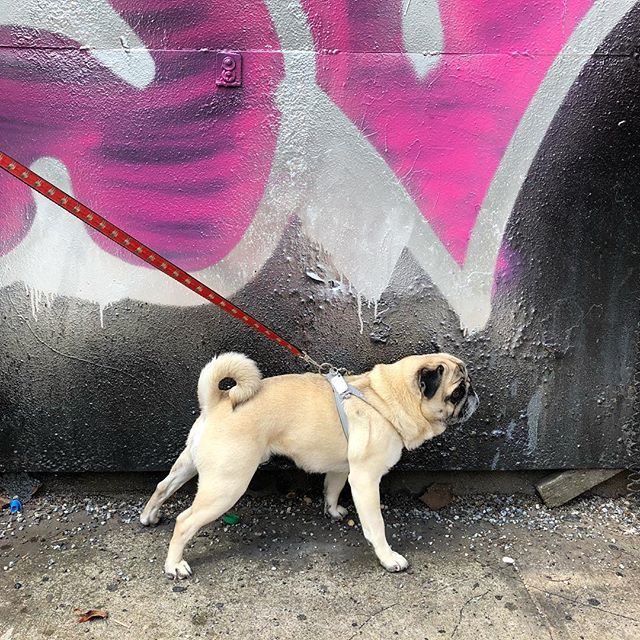 BoogiethePug's tweet photo. This is my Westminster stance: curly tail π, velvety ears ππ½, strong legs πͺπ½, flat face π. #PerfectPug #HotBod #BestInShow π₯ππ https://t.co/e0qDlYkC5V