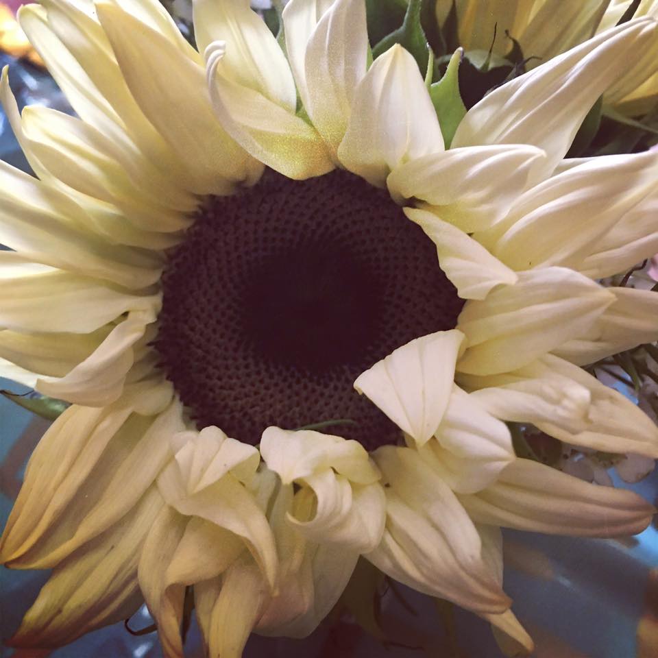 We❤️❤️ ❤️these new white sunflowers we received <a href="/madelineflowers/">madeline</a> today! #newarrivals #madelineflowers #sunflowers #shoplocal #shopsmall
