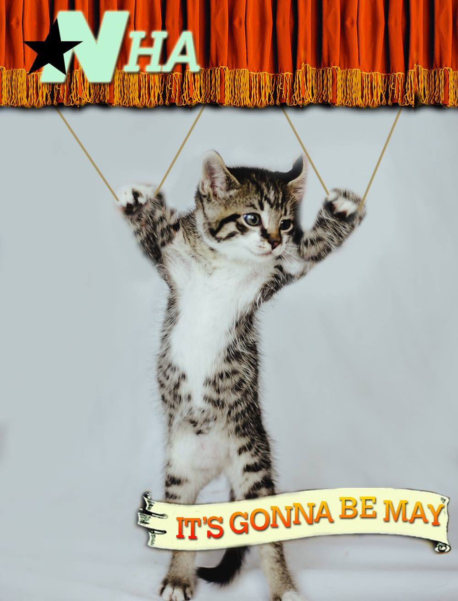 nashvillehumane's tweet photo. 🎶Baby, when u finally
Get 2 love somebody A-dopt 
It's gonna be May🎶
It’s time to get @NSYNC (see what we did?) with new shelter pet. It’s gonna be May tomorrow These babies &amp; so many more are ready 2 find a forever homes... no strings attached! #itsgonnabemay https://t.co/I0NSxsQPVv