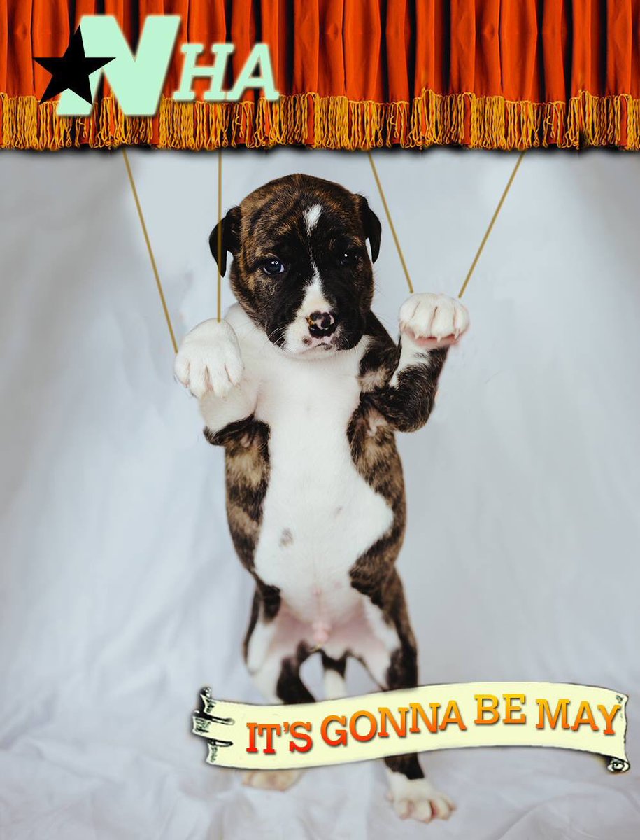 nashvillehumane's tweet photo. 🎶Baby, when u finally
Get 2 love somebody A-dopt 
It's gonna be May🎶
It’s time to get @NSYNC (see what we did?) with new shelter pet. It’s gonna be May tomorrow These babies &amp; so many more are ready 2 find a forever homes... no strings attached! #itsgonnabemay https://t.co/I0NSxsQPVv