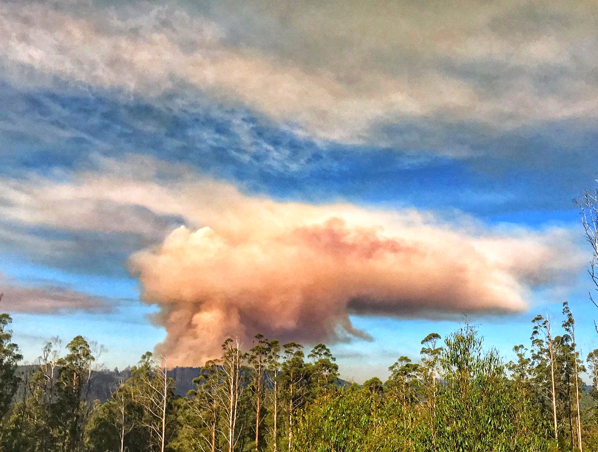 WildernessVIC's tweet photo. Wondering why you're waking to another day of #smoke haze #Melbourne?
This is @DanielAndrewsMP #logging industry: destroying #forests, killing #wildlife, causing an enormous #health hazard. https://t.co/sYCEdo1tim