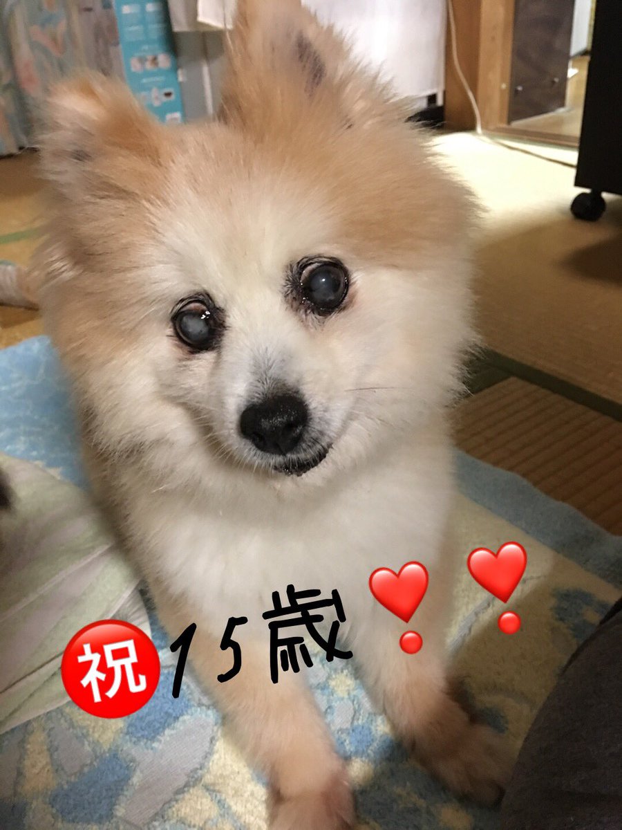 メダリスト 驚いた が欲しい ポメラニアン 老 犬 Assist Life Jp