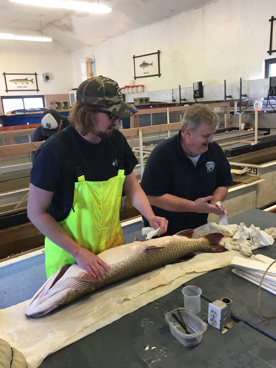 jimagostinepfbc's tweet photo. Craig and Cory prepping a Muskie at the Union City Hatchery https://t.co/DpHlgvc3OG