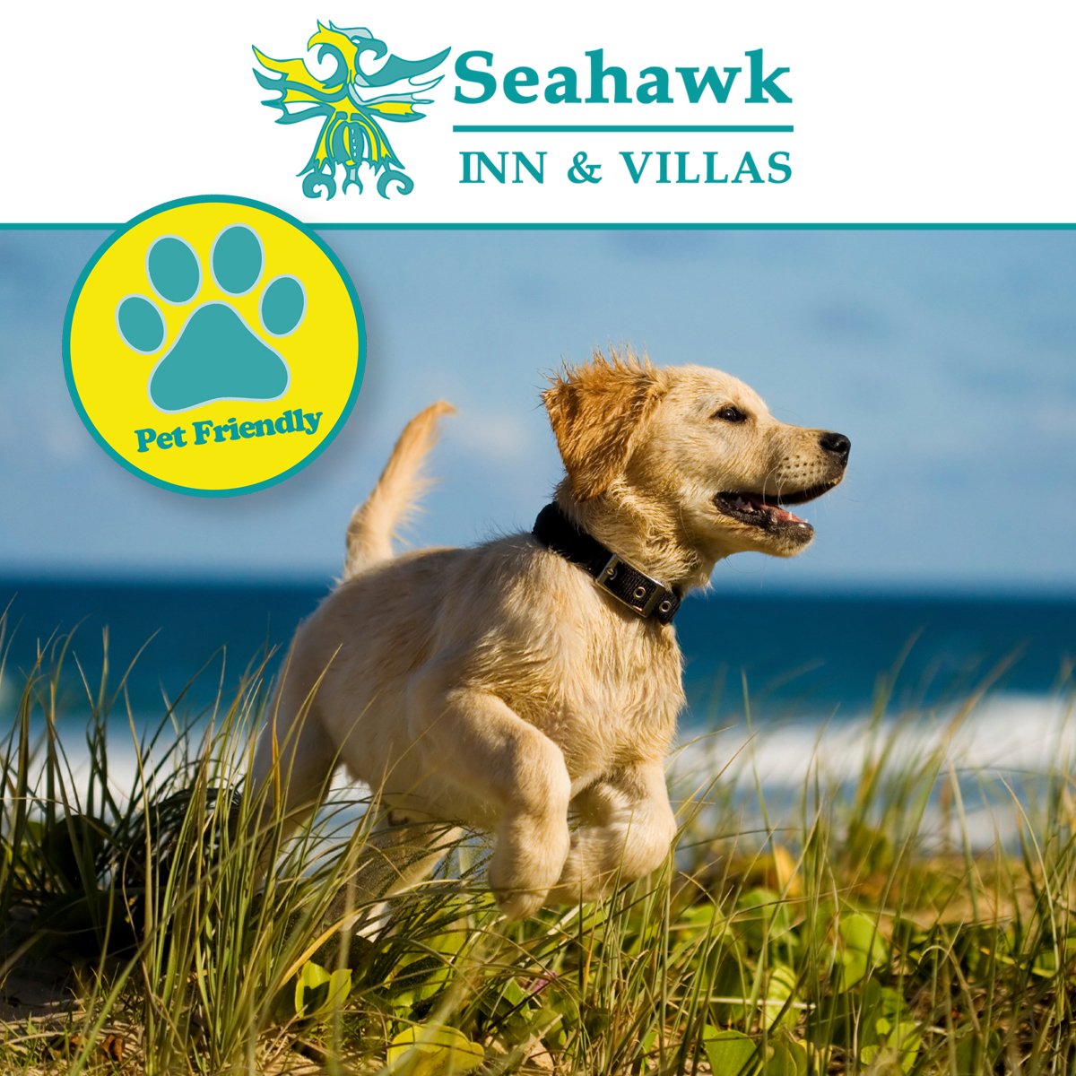 SeahawkInn's tweet image. Dogs just love it at #AtlanticBeach! If you are looking for cozy hotel in with easy access to #MoreheadCity #BeaufortNC #EmeraldIsle #FortMacon and #CapeLookout then the #SeahawkInn is the place for you! Call (252) 726-4146 today to book your stay!