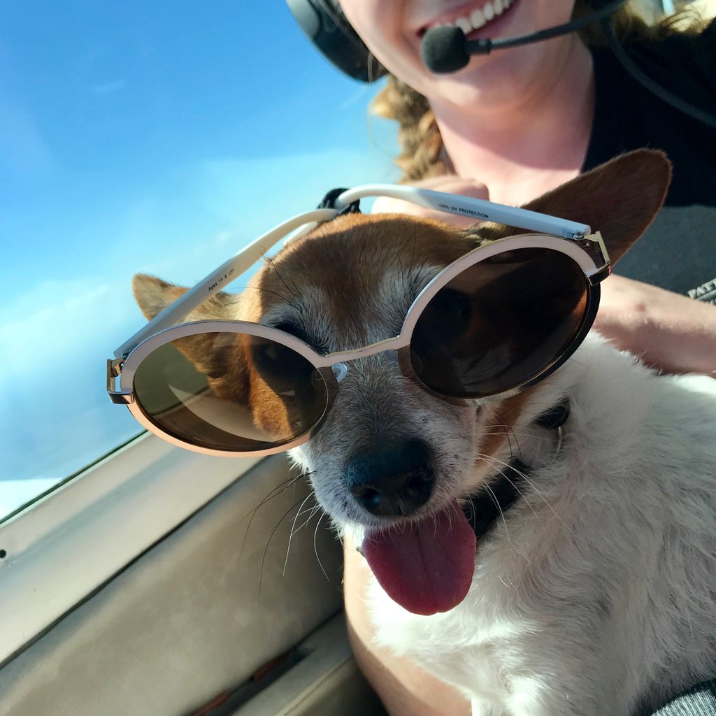 MBVacation's tweet photo. RT from MyMyrtleBeach https://t.co/STGH3ZkP7N RT pattyaerobatics: Tootie had an exceptionally good time in Myrtle Beach this weekend WOMBairshow #myrtbeach #airshow #airshow2018 #Bonanza #Extra330SC #loops #rolls #invertedribboncut #Pomchi #mydog https://t.co/EsssI88V9E