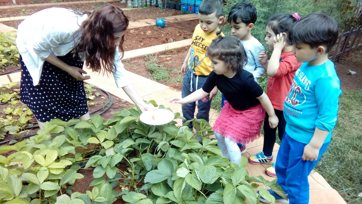 Bahçemizin  çilekleri hem organik hem çok lezzetli.